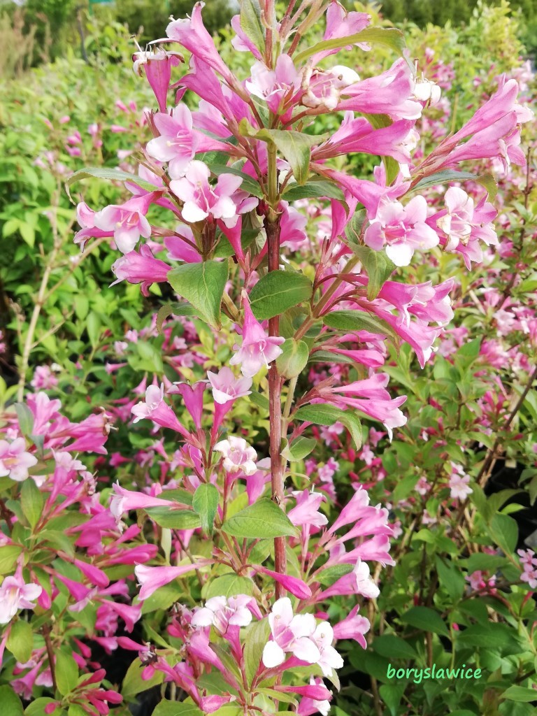 Krzewuszka Wczesna Bouquet Rose Na Pniu Weigela Szk ka Drzew I krzewuszka-wczesna-bouquet-rose-na-pniu-weigela-szk-ka-drzew-i